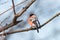 Common bullfinch perching on the branch with blurred blue background