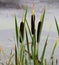 Common bulrush reeds. A close up of three