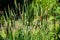 Common bulrush Typha latifolia