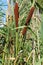 Common bulrush (Typha latifolia)