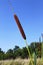 Common bulrush (Typha latifolia)