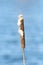 Common bulrush or Typha latifolia in late spring with water in b