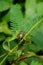 Common Bush Cricket on Forest Fern Leaves in Jungle