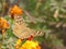 A common bushbrown butterfly on flowers