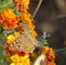 A common bushbrown butterfly on flowers