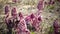 Common Butterbur Petasites hybridus, herbaceous perennial plant Asteraceae family, spring primrose