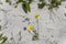 Common buttercup plant on white sand , Bleik , Norway
