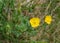 Common Buttercup â€“ Ranunculus acris