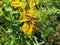 Common Butterflies and Bees on Goldenrod