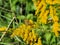 Common Butterflies and Bees on Goldenrod
