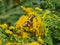 Common Butterflies,Moths, Monarchs Bees,Wasp