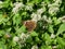 Common Butterfly on Fall Flowers