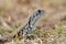 Common butterfly lizard Leiolepis belliana Reptiles of Thailand