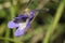 Common Butterwort