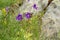 Common butterwort