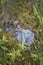 Common Butterwort or Pinguicula vulgaris