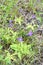 Common butterwort Pinguicula vulgaris insectivore plant