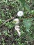 Common Button Bush White Wildflower Blooms - Cephalanthus occidentalis and Tiger Swallowtail Butterfly