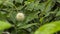 Common Buttonbush