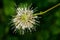 Common Buttonbush - Cephalanthus occidentalis