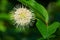 Common Buttonbush - Cephalanthus occidentalis