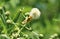 The Common Buttonbush plant blooming