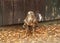 Common buzzard in animal rescue station