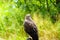 Common Buzzard beautiful portrait with green natural background