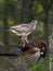 Common buzzard, Buteo buteo