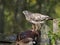 Common buzzard, Buteo buteo