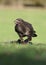 Common buzzard, Buteo buteo