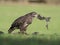 Common buzzard, Buteo buteo