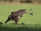 Common buzzard, Buteo buteo