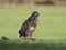 Common buzzard, Buteo buteo