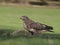 Common buzzard, Buteo buteo