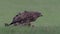 Common buzzard, Buteo buteo