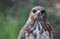 The common buzzard, Buteo buteo