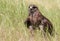 The common buzzard, Buteo buteo