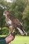 Common Buzzard, Buteo buteo