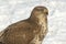 Common buzzard (Buteo buteo)