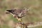 Common buzzard, Buteo buteo