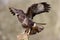 Common buzzard, Buteo buteo