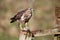 Common buzzard, Buteo buteo