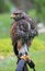 Common Buzzard (Buteo buteo)