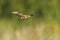 Common buzzard, Buteo buteo bird of prey , in flight, touching down and hunting