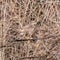 Common buzzard Buteo buteo Camouflage