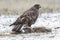 Common buzzard Buteo buteo, eating from a rabbit on the ground