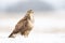 Common buzzard Buteo buteo in the fields in winter snow