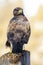 The common buzzard Buteo buteo perched on a trunk with its back to a uniform yellow background