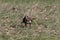 common buzzard (Buteo buteo) with prey mouse germany